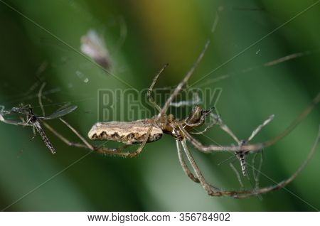 Spider Tetragnatha Extensa And Several Prey. Captren Lagoon. Conguillio National Park. Araucania Reg