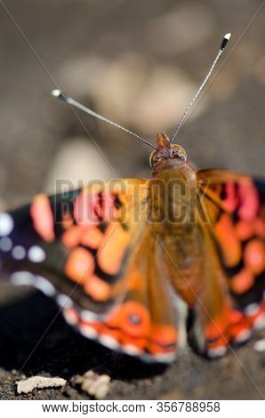 Chilean Lady Vanessa Terpsichore Feeding On Soil Minerals. Conguillio National Park. Araucania Regio