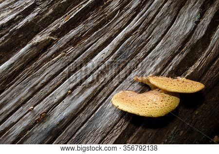 Mushrooms On A Dead Tree In A Forest. Conguillio National Park. Araucania Region. Chile.