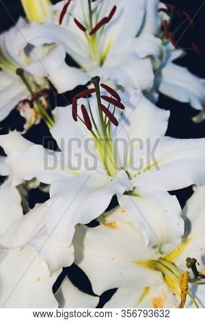 White Lilies Isolated On A Black Background. Lilium, Lilieae, Liliacaea, Perennial Herbaceous Flower
