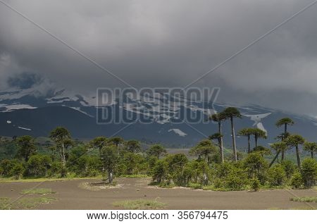 Llaima Volcano Covered By Clouds And Monkey Puzzle Trees Araucaria Araucana. Conguillio National Par