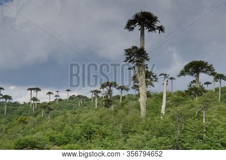 Scrubland With Monkey Puzzle Trees Araucaria Araucana. Conguillio National Park. Araucania Region. C