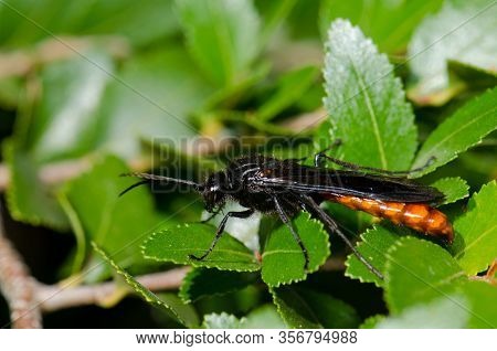 Male Wasp Elaphroptera Scoliaeformis On The Shrub Escallonia Leucantha. Conguillio National Park. Ar