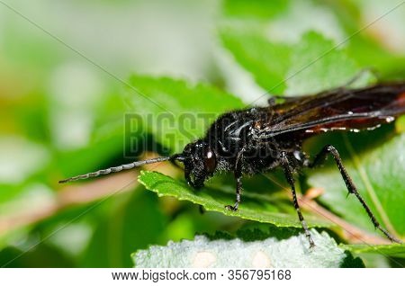 Male Wasp Elaphroptera Scoliaeformis On The Shrub Escallonia Leucantha. Conguillio National Park. Ar