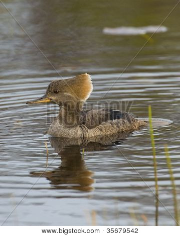 Hooed Merganser