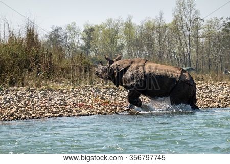 An Endangered One Horned Rhino In A River In Nepal