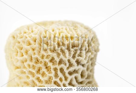 Tiny Valley Coral
