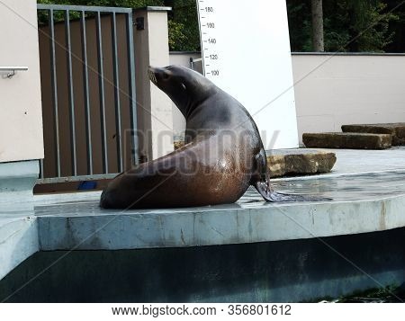 The California Sea Lion (zalophus Californianus), Kalifornischer Seelöwe (kalifornischer Seelowe Or 