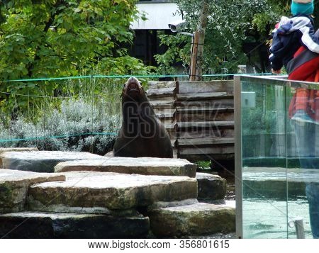 The California Sea Lion (zalophus Californianus), Kalifornischer Seelöwe (kalifornischer Seelowe Or 