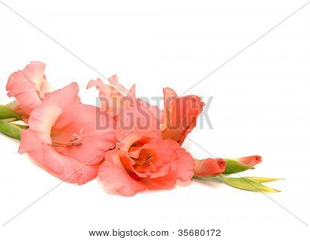 Pink gladiolus på hvid baggrund