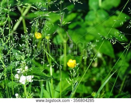 Meadow Grass Bluegrass And Buttercups Paigle On A Blurry Background