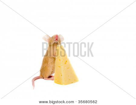 Rat med en skive ost. Isoleret på hvidt