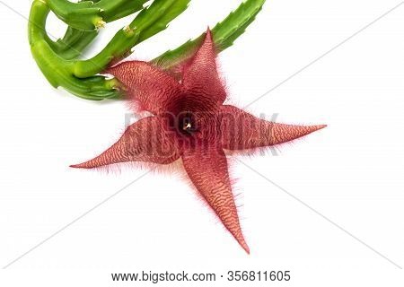 Stapelia Grandiflora Flower Isolated On White Background