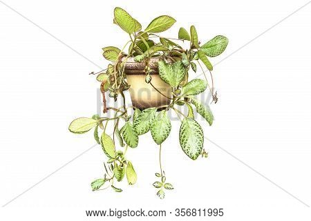 Episcia Cupreata Flower In Pot Isolated On White Background