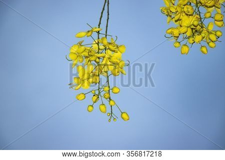 Beautiful Yellow Blooming Yellow Flower In Garden