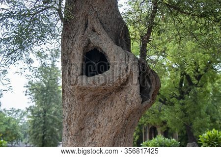 Large Hollow On A Tree And Background Of Green Trees, Nest For Birds