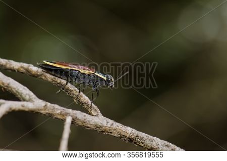 Beetle Epistomentis Pictus On A Branch. Conguillio National Park. Araucania Region. Chile.