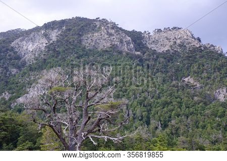 Forest And Cliffs In The Conguillio National Park. Araucania Region. Chile.