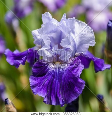 Iris Germanica. Closeup Of Flower Bearded Iris 