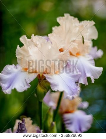 Iris Germanica. Closeup Of Flower Bearded Iris 