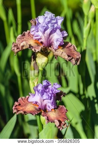 Iris Germanica. Closeup Of Flower Bearded Iris 