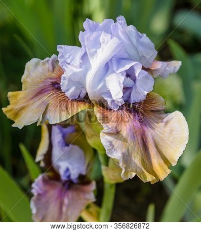 Iris Germanica. Closeup Of Flower Bearded Iris 