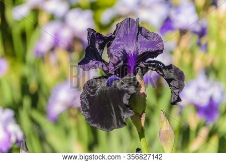 Iris Germanica. Closeup Of Flower Bearded Iris 