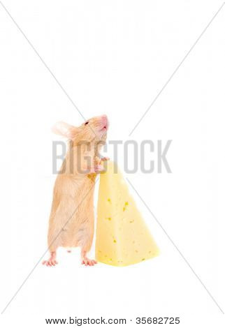 Rat med en skive ost. Isoleret på hvidt