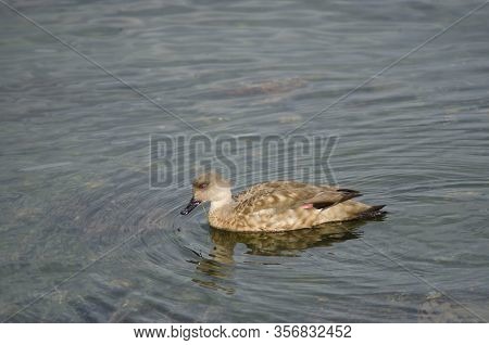 Patagonian Crested Duck Lophonetta Specularioides Specularioides Feeding On Algae. Puerto Natales. M