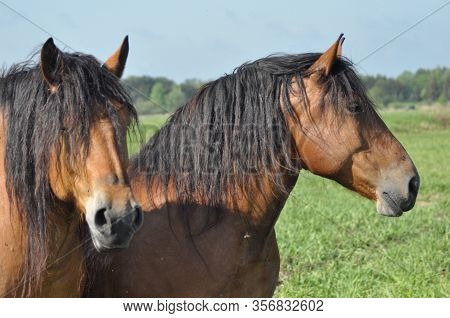 Workhorse. Grazing In The Pasture. Meadow In The Valley Of The Bug.