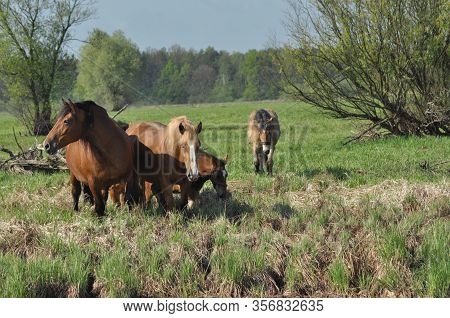 Workhorse. Grazing In The Pasture. Meadow In The Valley Of The Bug.