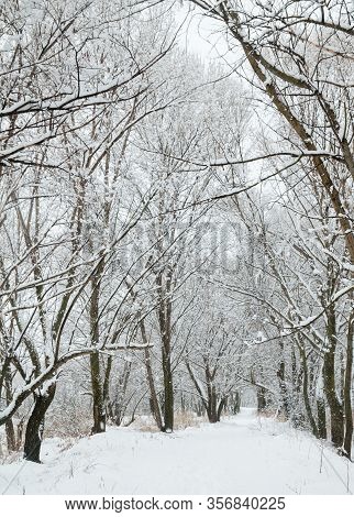 Path In A Winter Forest. Snow On The Path. Winter Landscape.