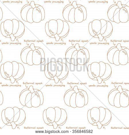 Orange Pumpkin Muscat Pattern Linear Vector Vegetable