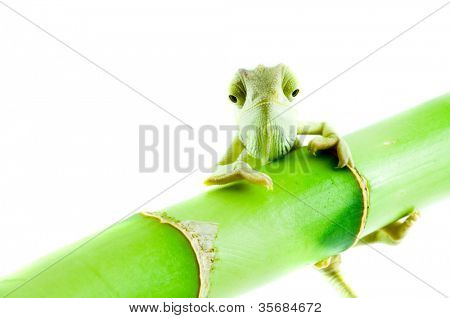 카멜레온입니다. 화이트에 격리