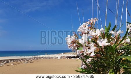 Beautiful White Flowers Of Nerium Oleander Closeup On The Seascape Background. Landscape With Bloomi