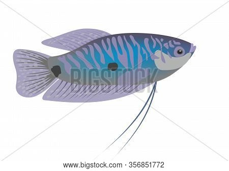 Illustration Of A Three Spot Gourami, Trichopodus Trichopterus