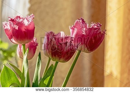 Fancy Frills Fringed Tulips Are For My Beloved
