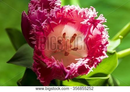 Pink Flower Of Fancy Frills Fringed Tulip Closeup