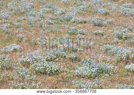 Floral Background. Flowers Of Felty Germander ( Teucrium Polium,  Teucrium Capitatum ) On Sunny Summ