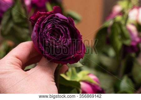 A Dried Pink Rose Flower Holds In His Hand Against The Background Of Other Multicolor Roses. Selecti