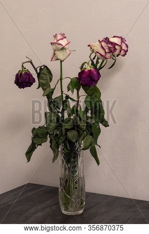 Withered Multicolor Five Roses In A Transparent Vase On The Table. Light Background. Selective Focus