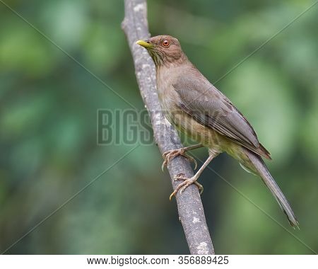 An Elegant Thrush Perched On A Dry Tree