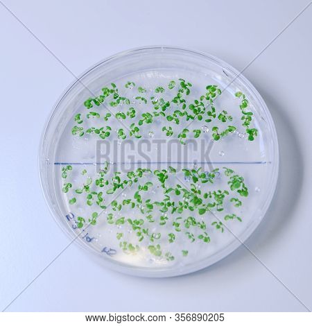 Culture In A Petri Dish For Pharmaceutical Bioscience Research. Concept Of Science, Laboratory And S