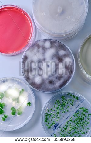 Microbiological Culture In A Petri Dish For Pharmaceutical Bioscience Research. Concept Of Science,
