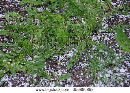 Thunderstorm With Heavy Hail And Rain With Snow. The Hail Broke The Leaves. A Hole In The Leaves. Ha