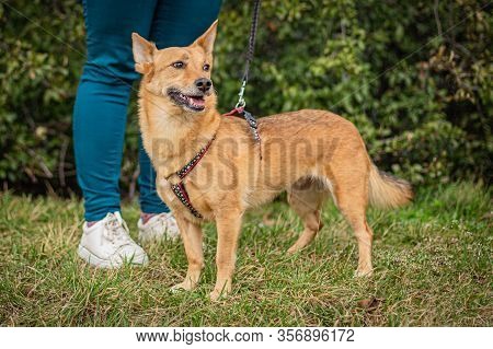 Cute Brown Foxy Faced Mongrel Dog On Leash Standing On Green Grass Looking Happy. A Fun In The Park 