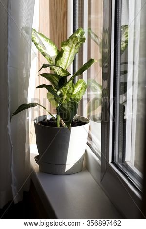 Dieffenbachia Or Dumbcane In White Flower Pot Near The Window With Curtains