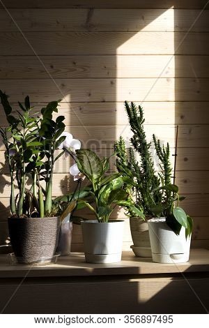 Collection Of Various Plants In Different Pots. Potted Dieffenbachia, Cactus, Epipremnum, Zamioculca