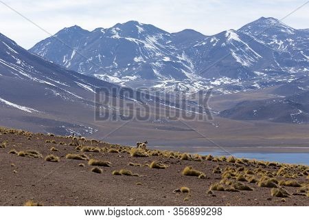 The Park Of Laguna Miscanti And Miniques