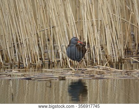 Water Rail (rallus Aquaticus) In Its Wetland Home